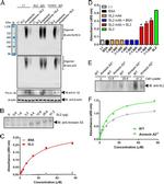 Annexin A2 Antibody in Western Blot (WB)