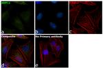 ARPC2 Antibody in Immunocytochemistry (ICC/IF)