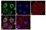 IP3 Receptor 1 Antibody in Immunocytochemistry (ICC/IF)