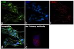 c-Cbl Antibody in Immunocytochemistry (ICC/IF)