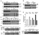 Calreticulin Antibody in Western Blot, Flow Cytometry, Immunoprecipitation (WB, Flow, IP)