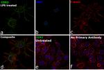 COX2 Antibody in Immunocytochemistry (ICC/IF)