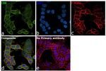 CSK Antibody in Immunocytochemistry (ICC/IF)