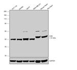 CSK Antibody in Western Blot (WB)