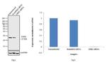 GRB2 Antibody in Western Blot (WB)