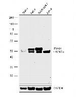 IRAK4 Antibody in Western Blot (WB)