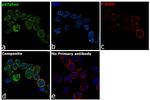 p47phox Antibody in Immunocytochemistry (ICC/IF)