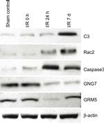 RAC2 Antibody in Western Blot (WB)