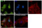 RAN Antibody in Immunocytochemistry (ICC/IF)