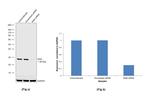 RAN Antibody in Western Blot (WB)