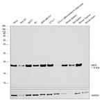 UBC9 Antibody in Western Blot (WB)