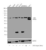 VDR Antibody in Western Blot (WB)