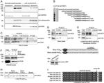 Calsequestrin Antibody in Western Blot (WB)