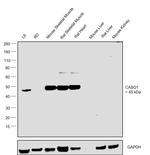 Calsequestrin Antibody in Western Blot (WB)