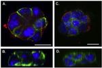 PMCA2 ATPase Antibody in Immunocytochemistry (ICC/IF)