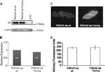 PMCA2 ATPase Antibody in Immunohistochemistry (IHC)