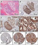 PMCA2 ATPase Antibody in Immunohistochemistry (Paraffin) (IHC (P))