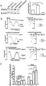 alpha-ENaC Antibody in Western Blot (WB)