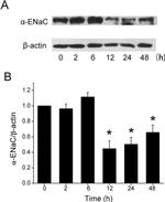 alpha-ENaC Antibody in Western Blot (WB)