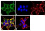 alpha-ENaC Antibody in Immunocytochemistry (ICC/IF)