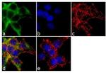 alpha-ENaC Antibody in Immunocytochemistry (ICC/IF)