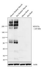 MYO7A Antibody