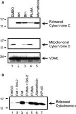 VDAC Antibody in Western Blot (WB)