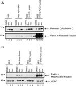 VDAC Antibody in Western Blot (WB)