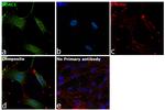 VDAC Antibody in Immunocytochemistry (ICC/IF)