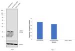 VDAC Antibody