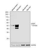 GFAP Antibody
