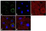 PSMA1 Antibody in Immunocytochemistry (ICC/IF)