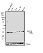 PSMA1 Antibody in Western Blot (WB)