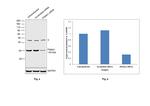 PSMA1 Antibody in Western Blot (WB)