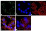 PSMC3 Antibody in Immunocytochemistry (ICC/IF)