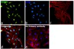 PSMB5 Antibody in Immunocytochemistry (ICC/IF)