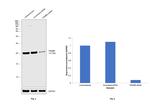 PSMB6 Antibody in Western Blot (WB)