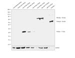 Myc Tag Antibody