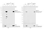 Myc Tag Antibody in Immunoprecipitation (IP)