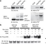 6x-His Tag Antibody in Western Blot (WB)