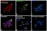 6x-His Tag Antibody in Immunocytochemistry (ICC/IF)