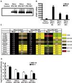 DYKDDDDK Tag Antibody in Western Blot (WB)