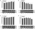 GAPDH Antibody in Western Blot (WB)