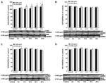 GAPDH Antibody in Western Blot (WB)