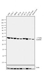 GAPDH Antibody in Western Blot (WB)