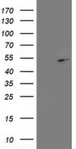 PA2G4 Antibody in Western Blot (WB)