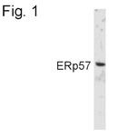 ERp57 Antibody in Western Blot (WB)