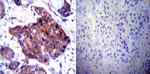 HSP90 beta Antibody in Immunohistochemistry (Paraffin) (IHC (P))