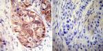 HSP90 alpha Antibody in Immunohistochemistry (Paraffin) (IHC (P))