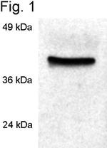 Cyclophilin 40 Antibody in Western Blot (WB)